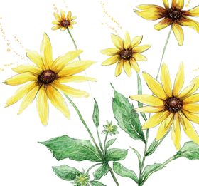 png格式植物花卉手绘素材盆栽插画卡通插图