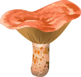 蘑菇菌类植物菌png免抠图
