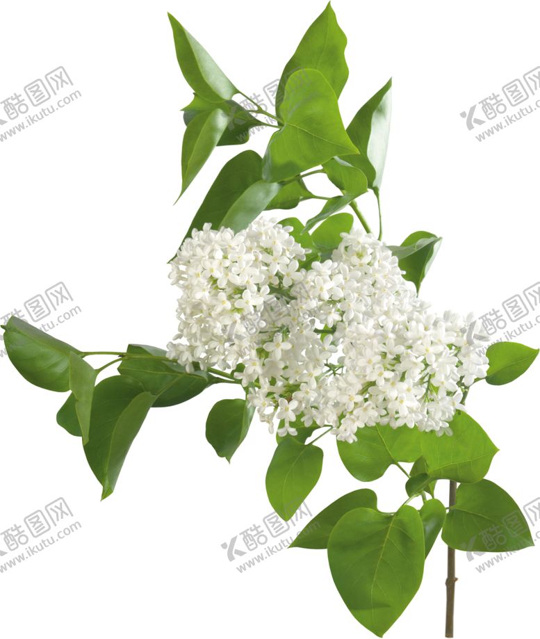 编号：99047810022148206902【酷图网】源文件下载-丁香花