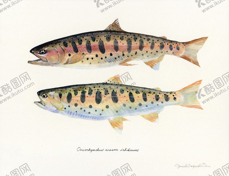编号：60274510020656365925【酷图网】源文件下载-海洋鱼类水彩插画