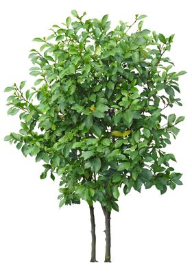 园林植物