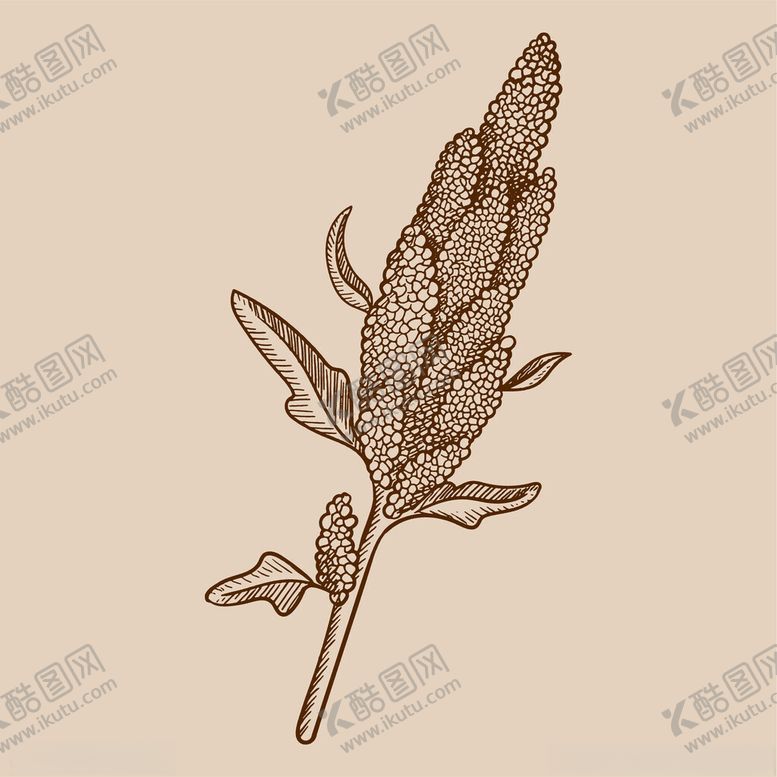 编号：53648402080415497680【酷图网】源文件下载-手绘版画藜麦