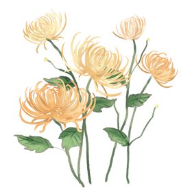 菊花素材