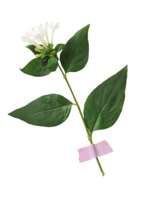 忍冬鲜花