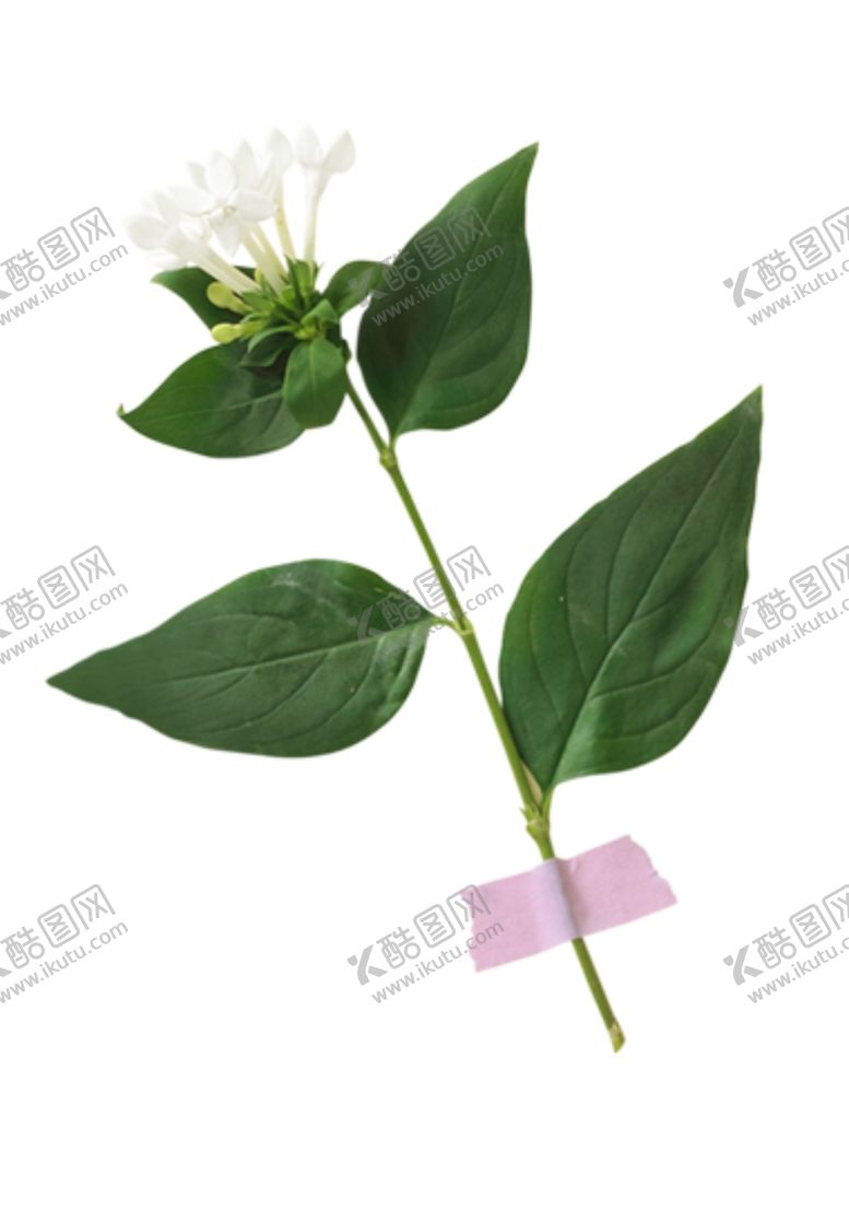 编号：67432405070933555034【酷图网】源文件下载-忍冬鲜花
