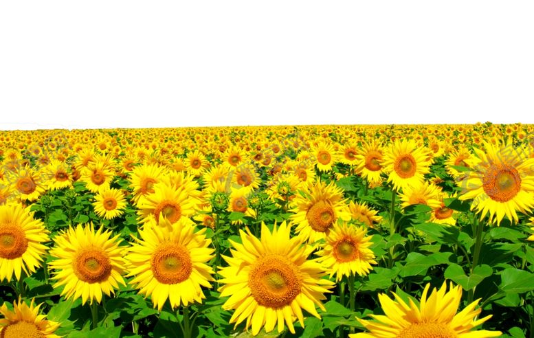 编号：41745009221214431125【酷图网】源文件下载-向日葵