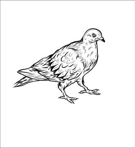 小鸟