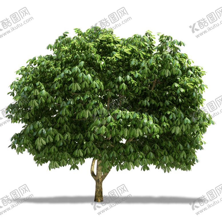 编号：96334209152154433049【酷图网】源文件下载-水杉