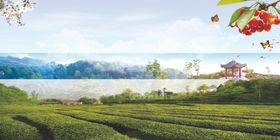茶园风景