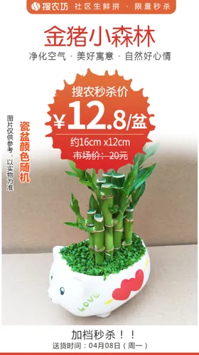 金猪小森林秒杀