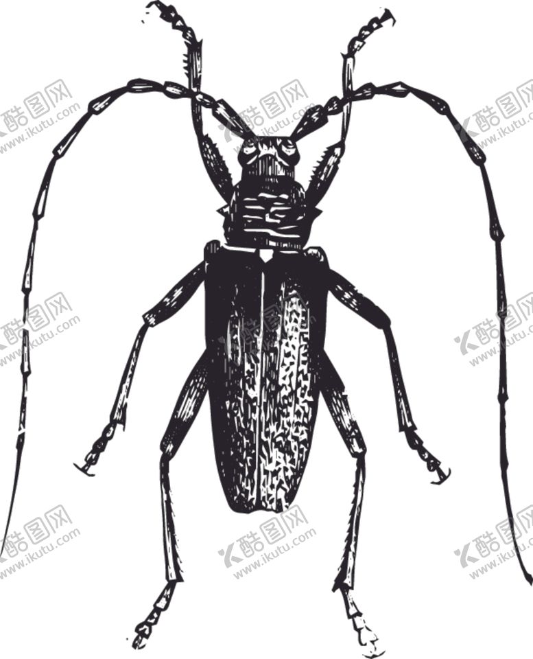 编号：37371410031929514615【酷图网】源文件下载-自然昆虫标本插画