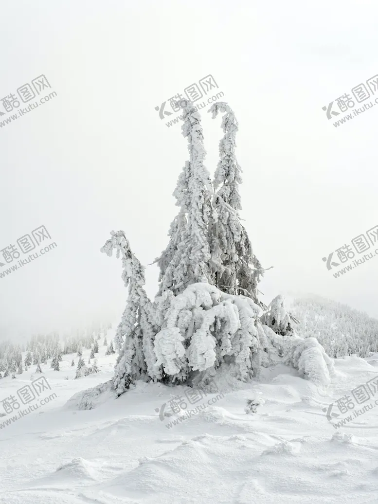 编号：70516309152133296389【酷图网】源文件下载-大雪树木杉树雪地