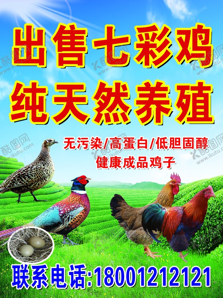 编号：53946702222027232196【酷图网】源文件下载-出售土鸡