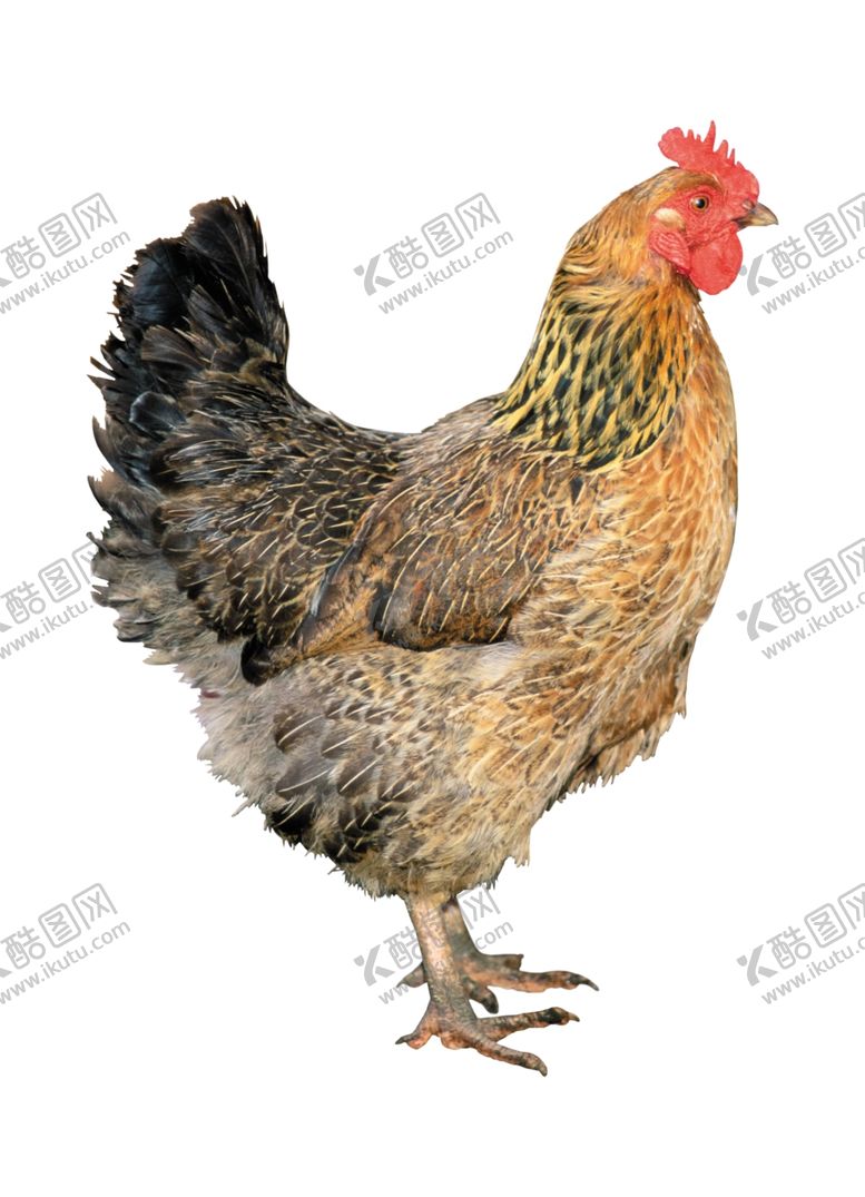 编号：38328205011519582793【酷图网】源文件下载-母鸡