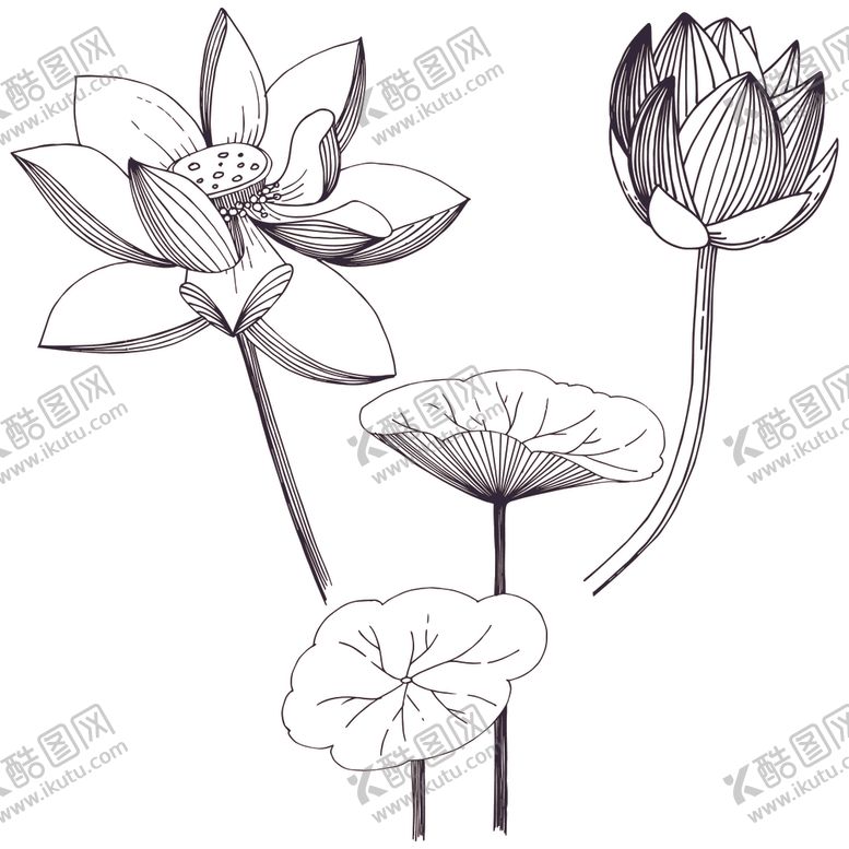 编号：32174109282241541704【酷图网】源文件下载-荷花