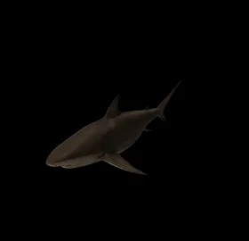 海洋生物