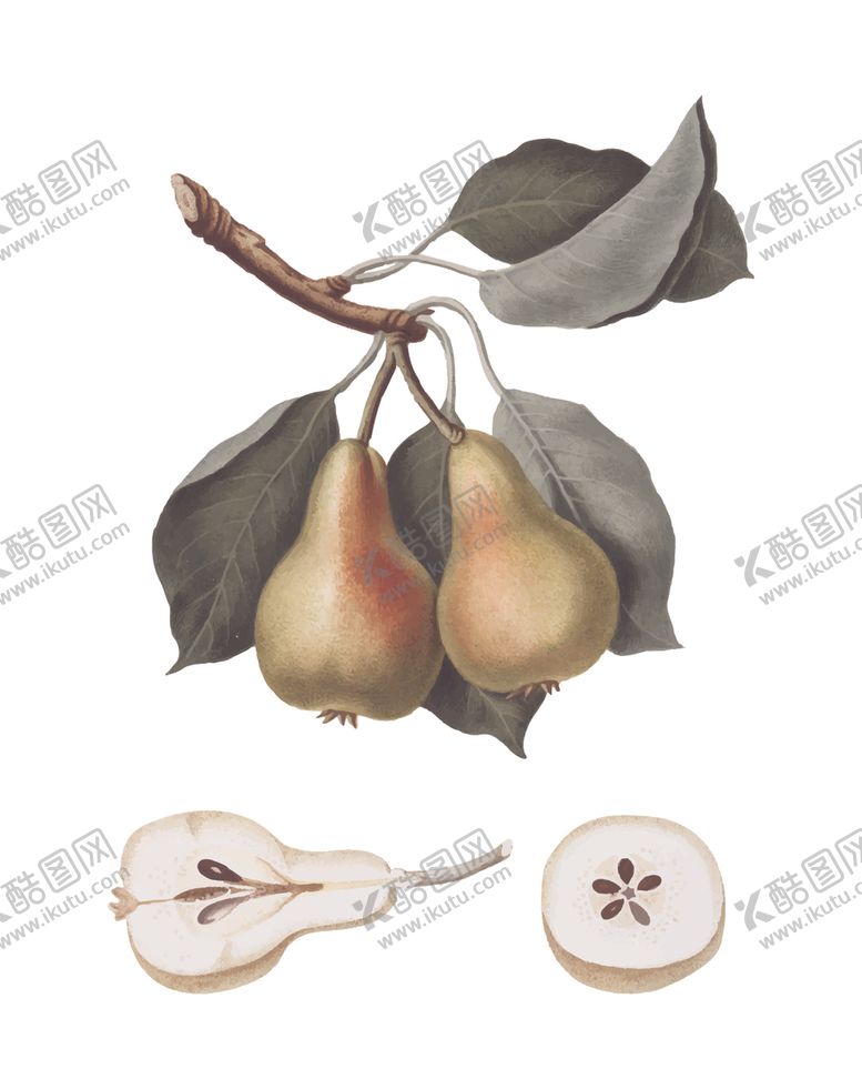 编号：54845809281153513926【酷图网】源文件下载-水果