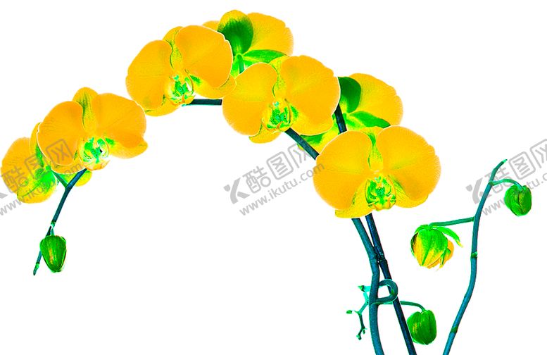 编号：81752909170527582967【酷图网】源文件下载-花素材