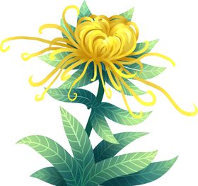 菊花