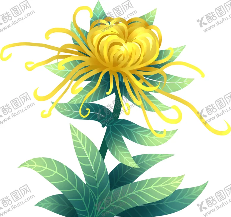 编号：60383209282039377118【酷图网】源文件下载-菊花