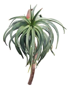 免扣绿叶植物素材