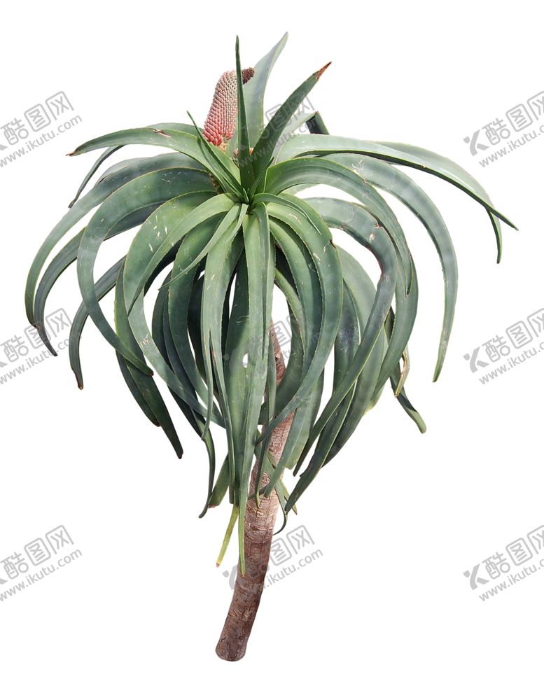 编号：12648910240356266610【酷图网】源文件下载-免扣花卉绿叶植物素材