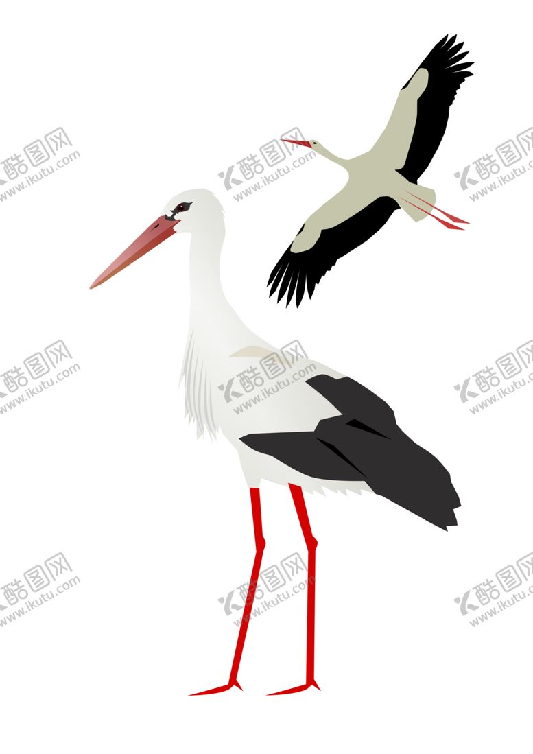 编号：64082202041500139063【酷图网】源文件下载-白鹳 鸟 png 透明底 免扣