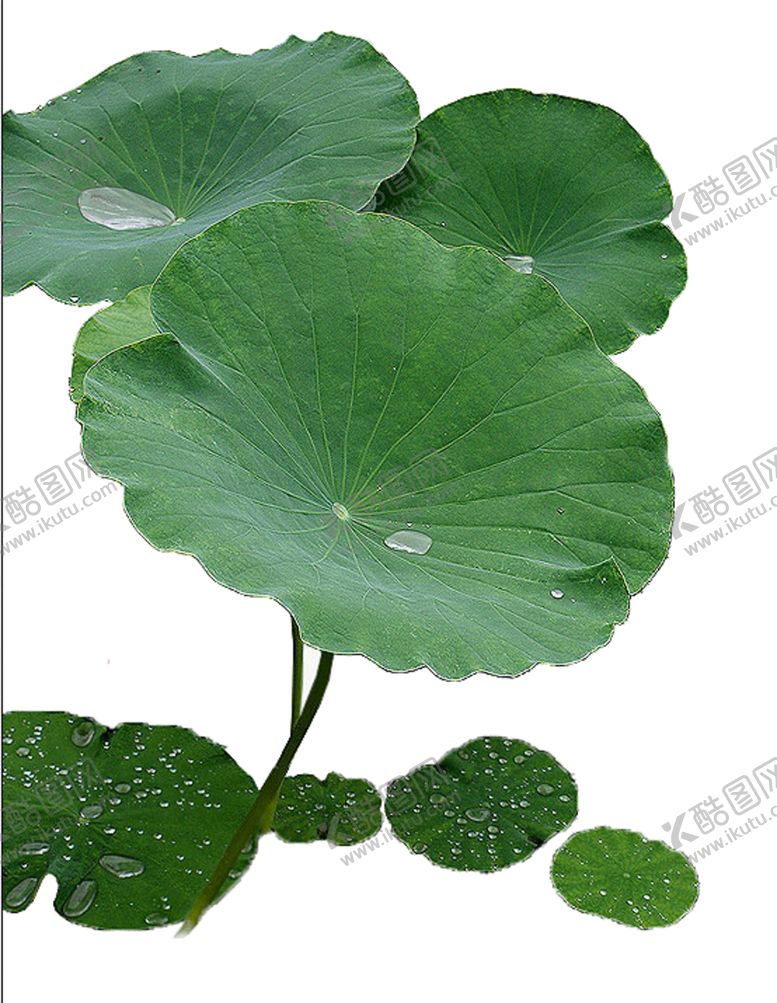 编号：24922409270541442154【酷图网】源文件下载-荷叶元素