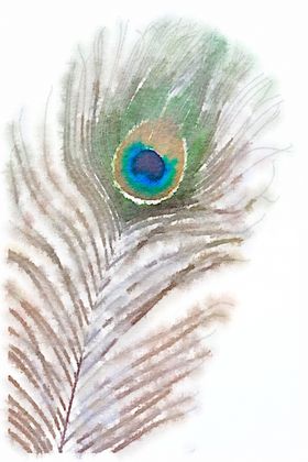 水彩插画鸟图案