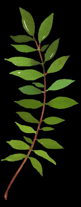 小清新水彩植物树枝