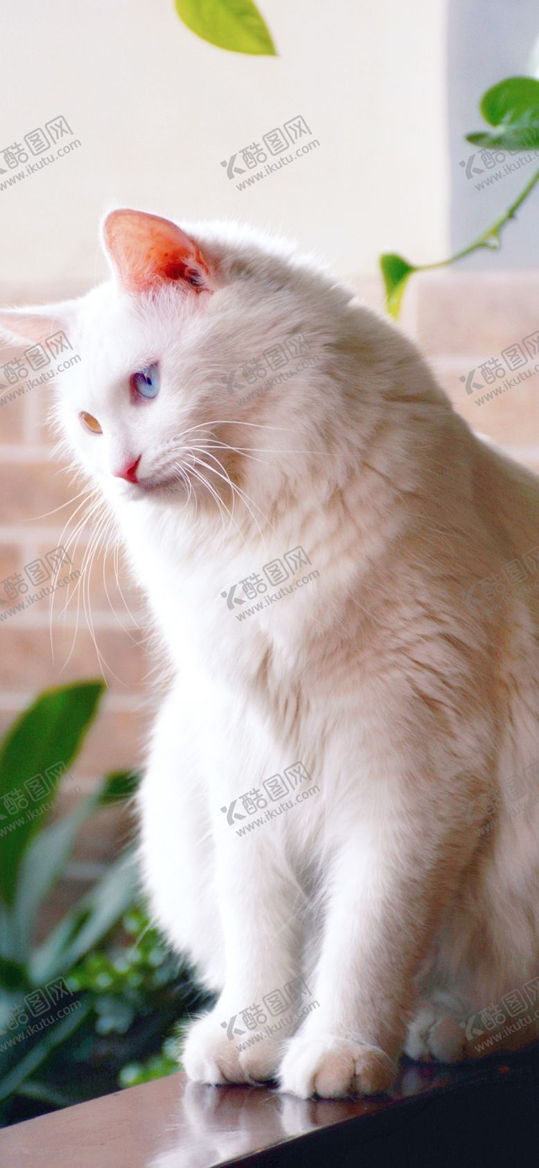 编号：32763607140430355954【酷图网】源文件下载-手机壁纸