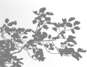 树枝剪影