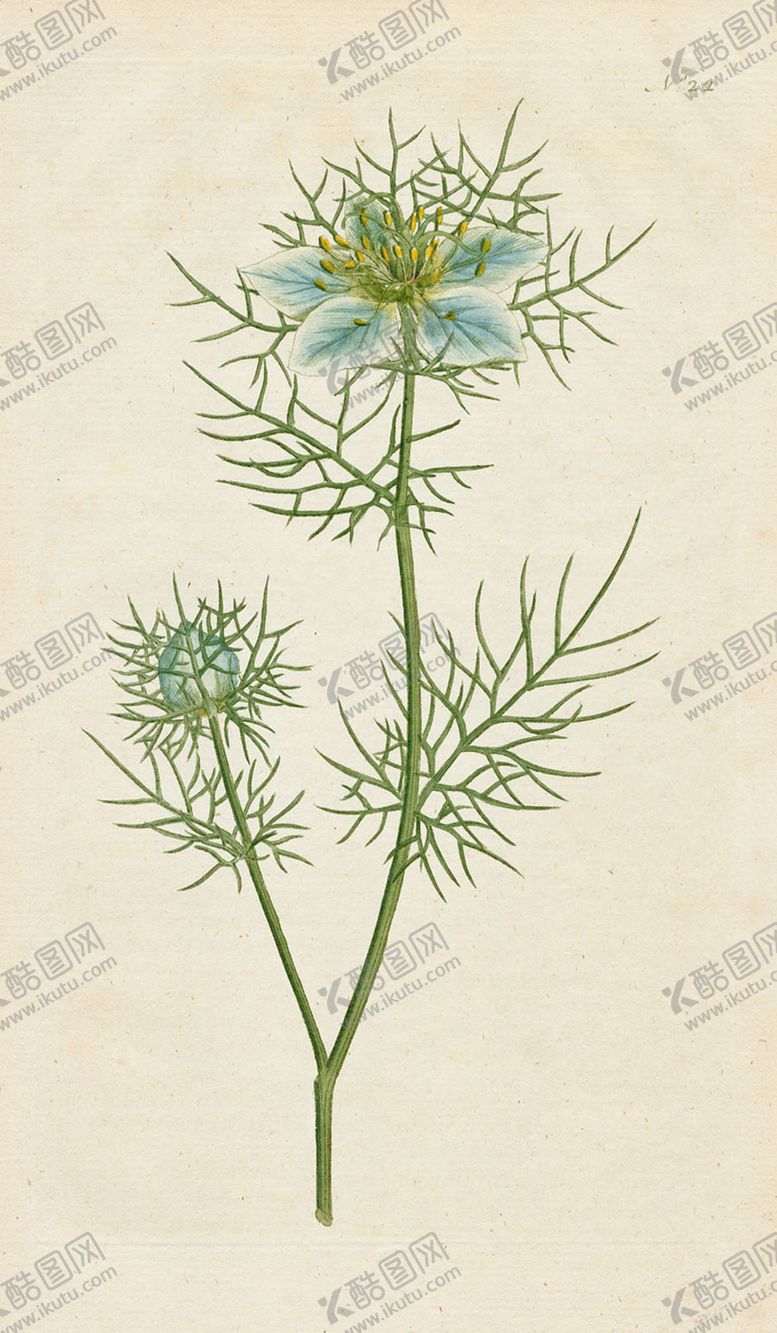 编号：79953605042156225481【酷图网】源文件下载-欧式复古色调花朵植物