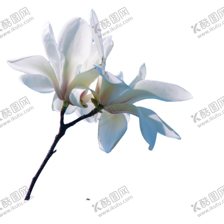编号：94026102101812412297【酷图网】源文件下载-玉兰花花卉