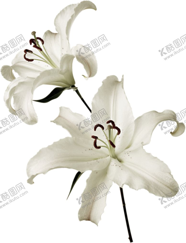 编号：37399909121514395264【酷图网】源文件下载-百合