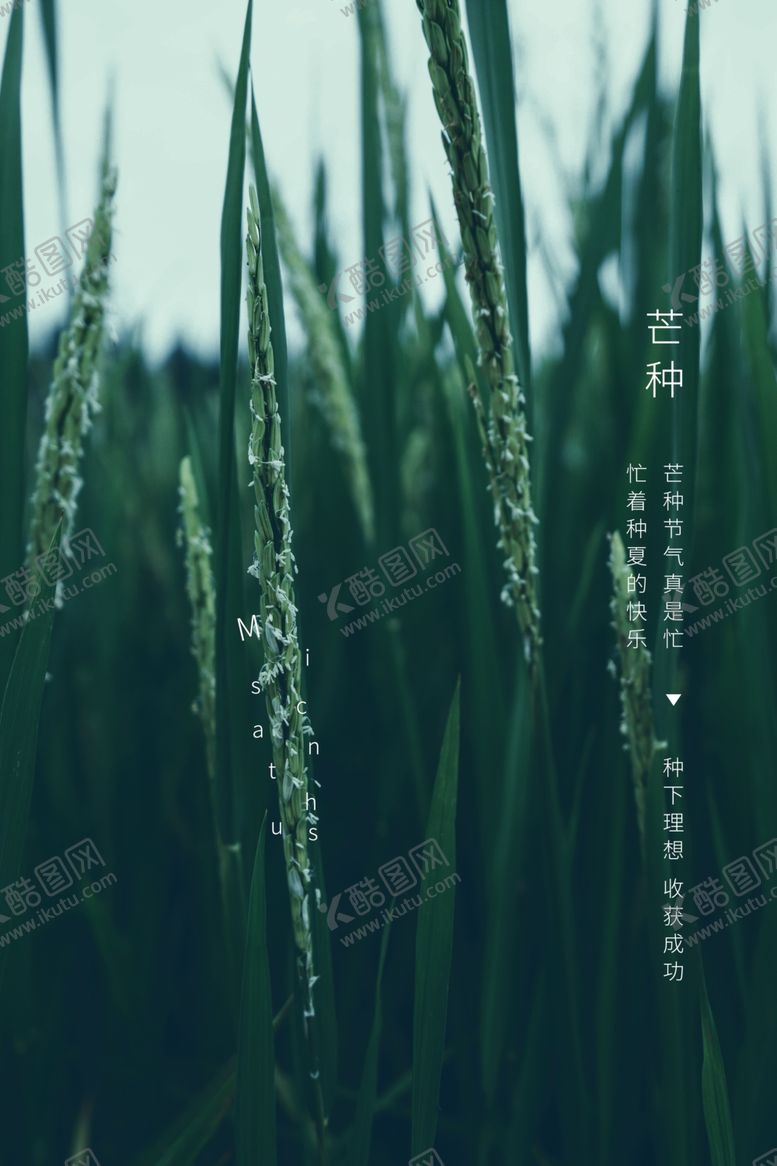 编号：86735409260213383143【酷图网】源文件下载-芒种海报