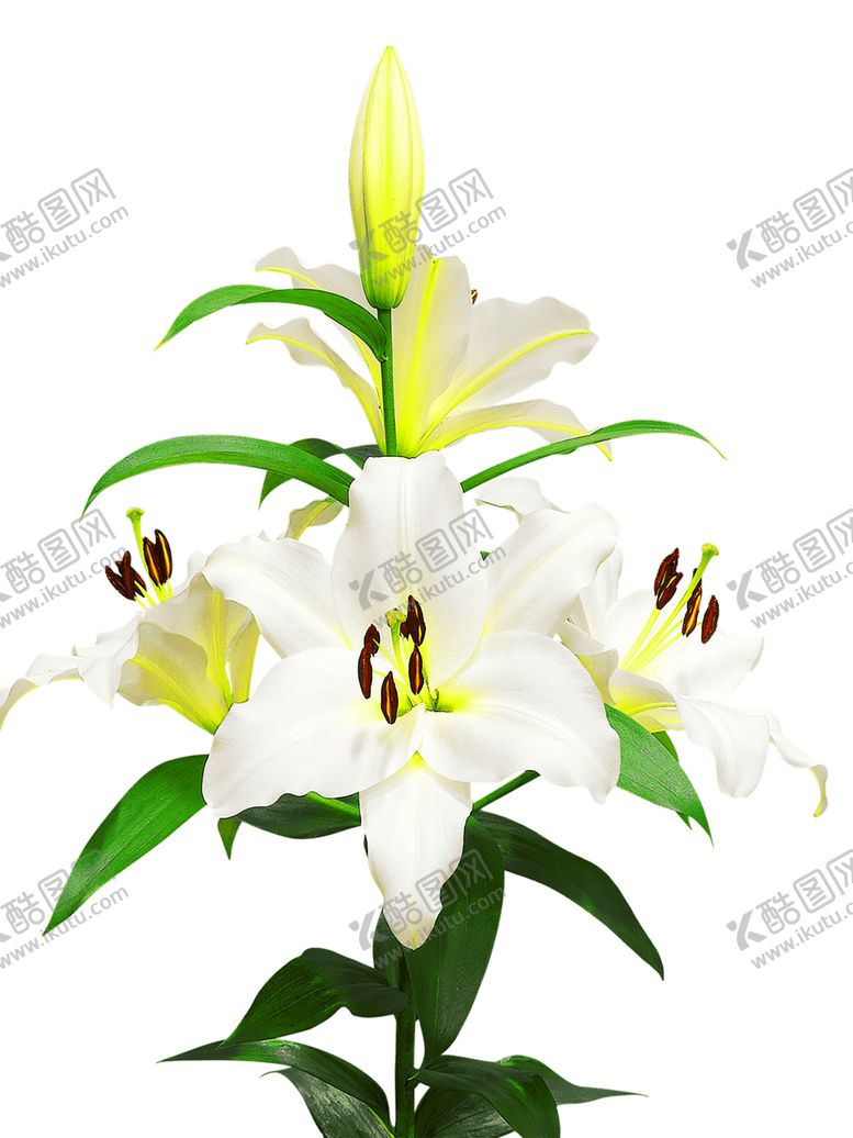 编号：97462507081226252364【酷图网】源文件下载-浪漫素材