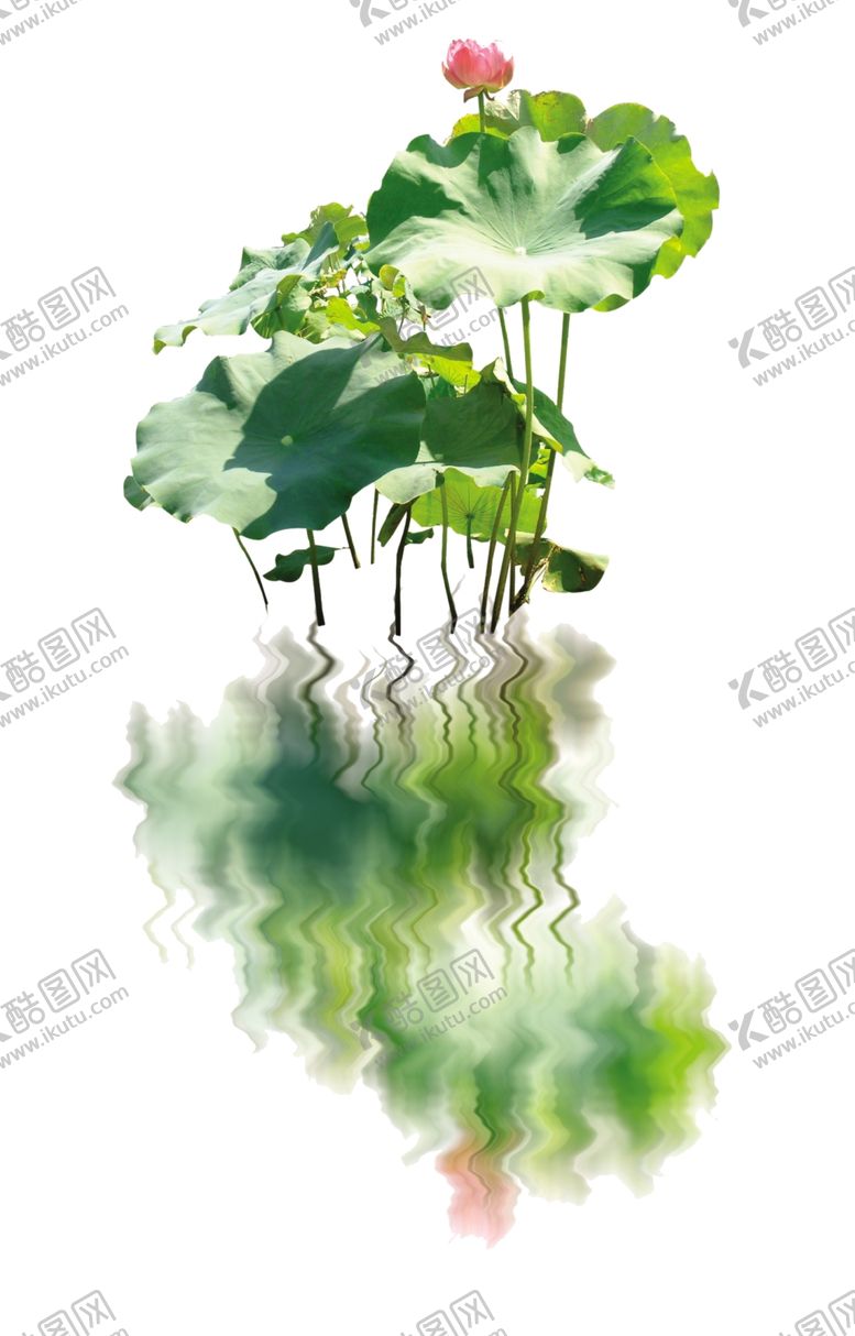 编号：97305309160150019154【酷图网】源文件下载-荷花