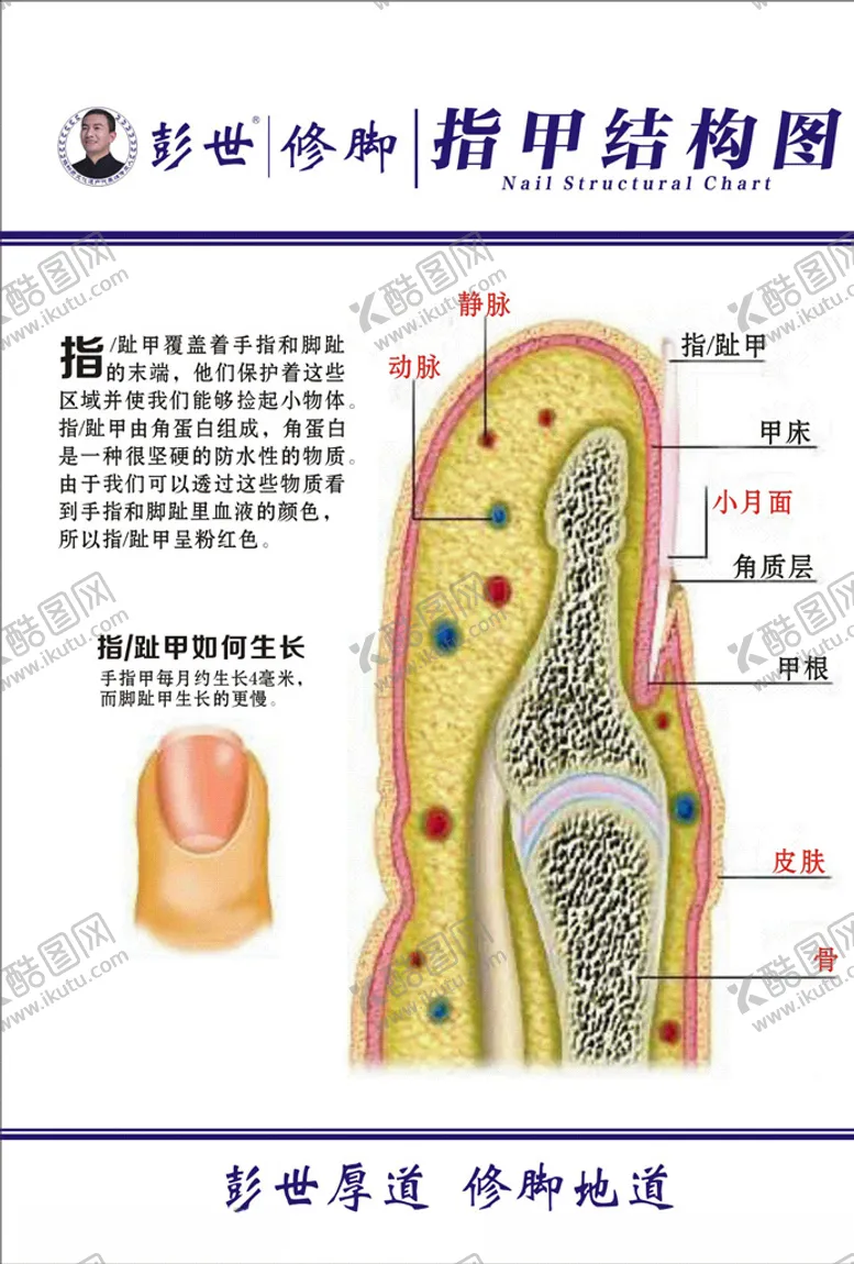 编号：89908704061901068671【酷图网】源文件下载-彭世修脚指甲结构图