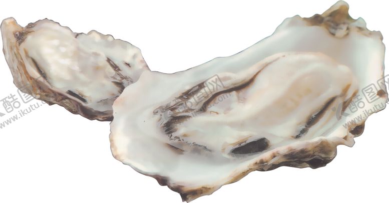 编号：77583809251634008114【酷图网】源文件下载-海蛎子