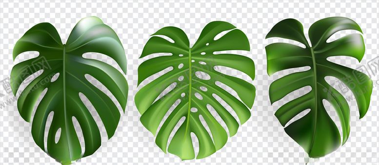 编号：76127711010403315490【酷图网】源文件下载-树叶素材