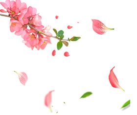 手绘粉色桃花免扣素材图片树枝朵红