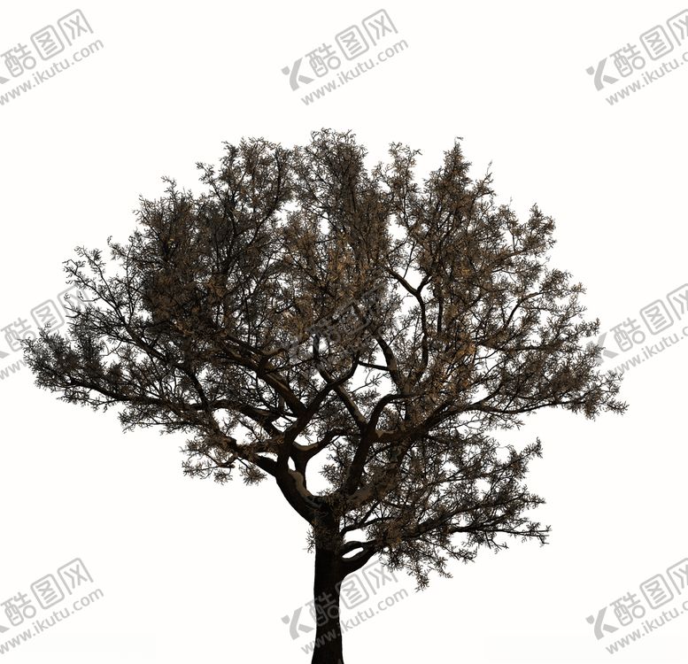 编号：68567409302317497238【酷图网】源文件下载-树木