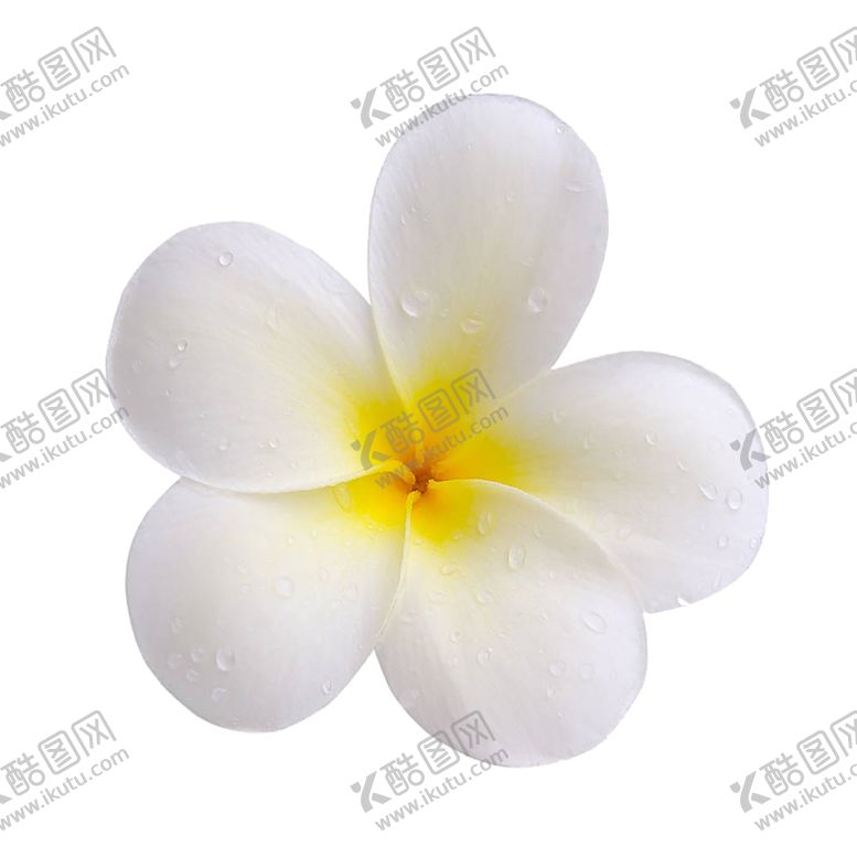 编号：20957310270406018698【酷图网】源文件下载-手绘植物花卉