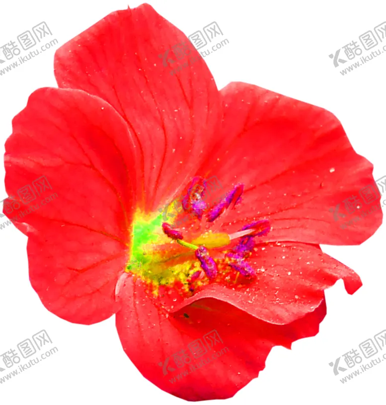 编号：68788906240204574235【酷图网】源文件下载-花素材