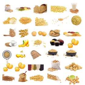 黄豆大豆素材源文件