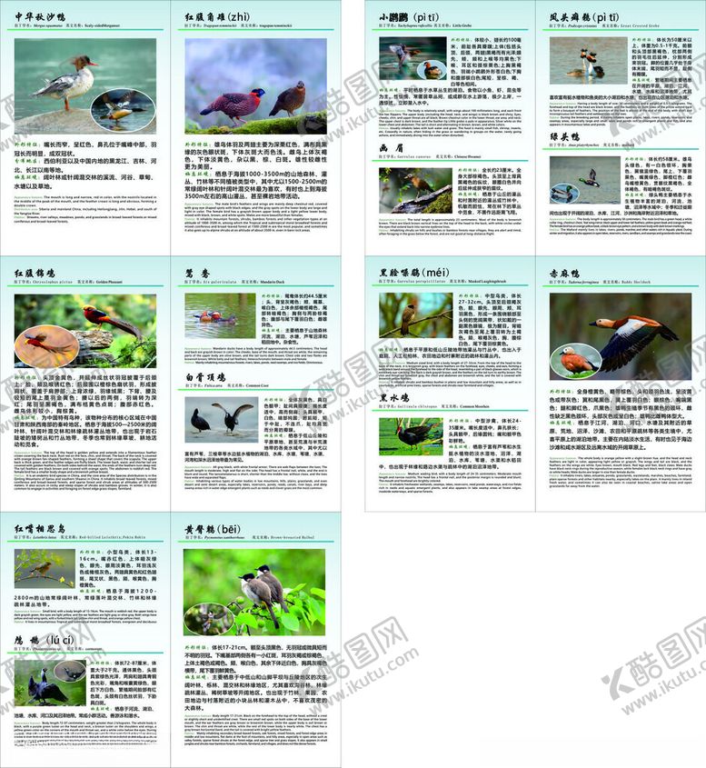 编号：60113009300016551586【酷图网】源文件下载-多样鸟类摄影作品展示