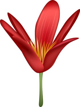 写实花卉朵漂亮手绘唯美