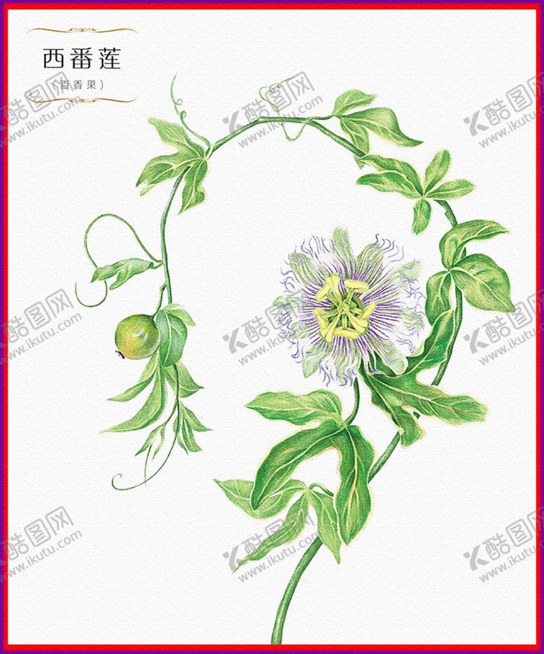 编号：29531609250049533805【酷图网】源文件下载-西番莲