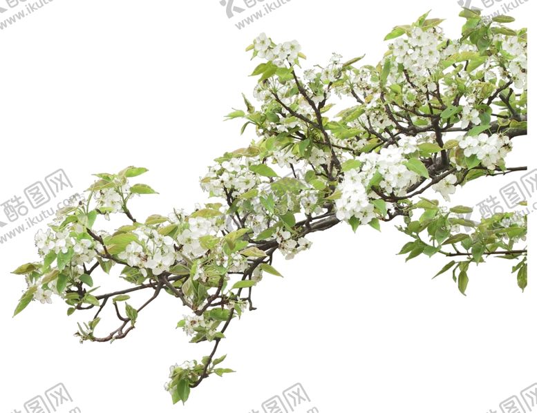 编号：92667910210056056460【酷图网】源文件下载-免扣植物树木素材图片
